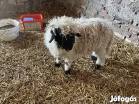 Ovan, Wallis Country sheep — fotografija 3