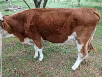 گاو نر, Simmental cattle — عکس 2