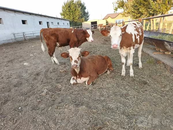 Krava, Simmental cattle