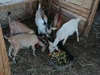 ஆண் வெள்ளாடு, Saanen goat — புகைப்படம் 3