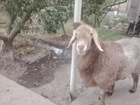 Πρόβατα (παρτίδα, φύλο μη καθορισμένο), Arashan sheep — φωτογραφία 1