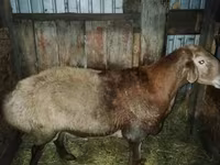 숫양, Hissar sheep — 사진 1