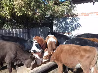 Skot (série, pohlaví neuvedeno), Swiss cattle — foto 6