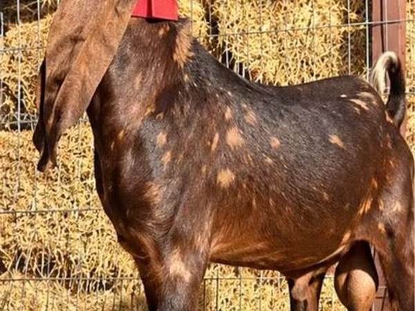Cabro, Kamori goats