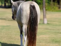 مادیان, Skyros Pony — عکس 7
