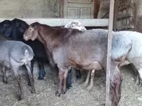 Kambing jantan, Hissar sheep — foto 2