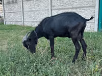 Ziegenbock, Murcia-Granada goats — Foto 2