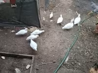 Ducks — عکس 1