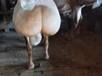 Vædder, Hissar sheep — foto 1