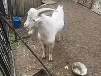 Buk, Saanen goat — foto 1