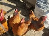 Chickens — Foto 3
