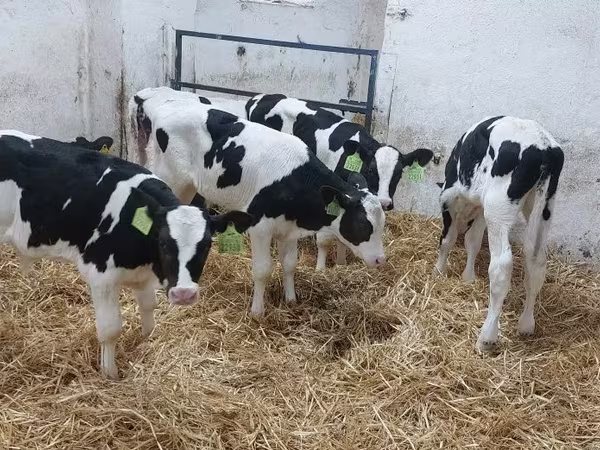 گاو نر, Russian Black pied cattle