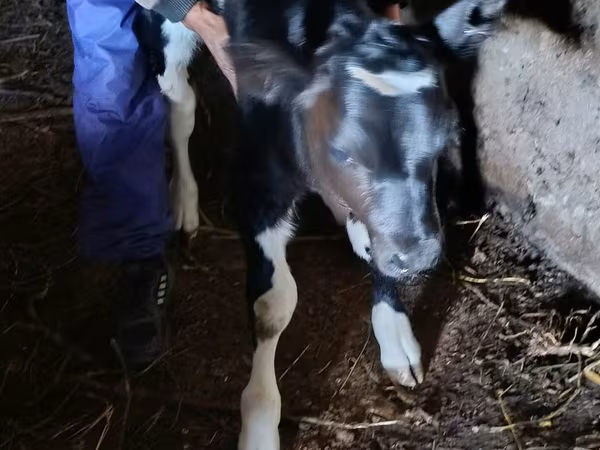 Toro, Russian Black pied cattle