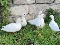 Ducks — 사진 3
