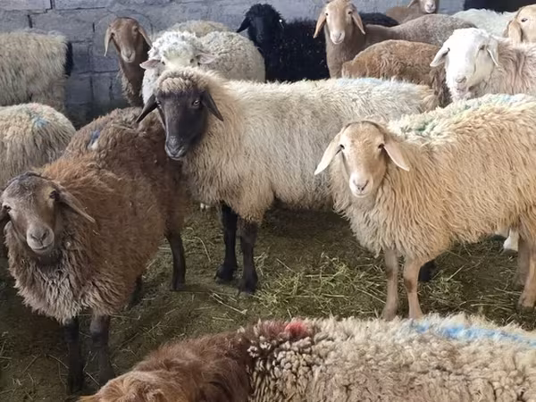 Tian-Shan semifinewool sheep