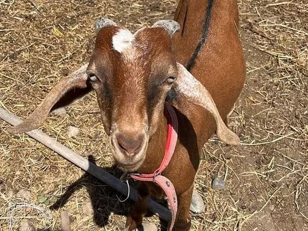 Бузғола, Nubian Goat