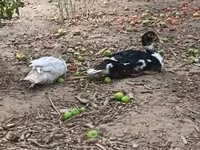 Ducks — ảnh 1