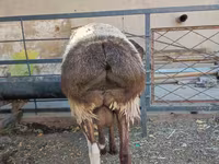 Vædder, Hissar sheep — foto 3