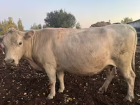 Mucca, Bovini — foto 3