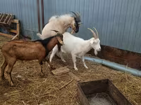 숫염소, Alpine goat — 사진 1