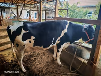 گاو ماده, Russian Black pied cattle — عکس 4