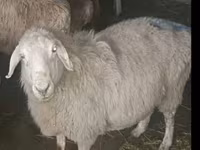 میش, گوسفند — عکس 3