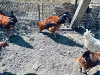 Chickens — 2 зураг