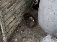 Domestic Muscovy — foto 2