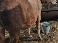 母牛, Swiss cattle — 照片 5