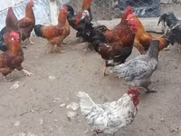 Chickens — รูปภาพ 7
