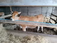 গাভী, Aubrac cattle — ছবি 2