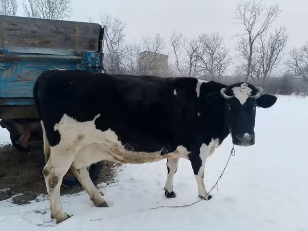 گاو ماده, Russian Black pied cattle