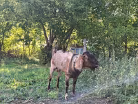 Caprone, Capre — foto 3