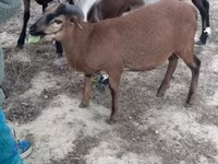 Kambing jantan, Goats — foto 1
