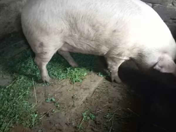 Sow, Pigs — Moldova