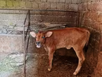 Tyre, Swiss cattle — foto 1