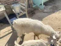 بز نر, بز — عکس 4