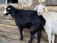 بز ماده, بز — عکس 4