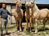 مادیان, اسب — عکس 6