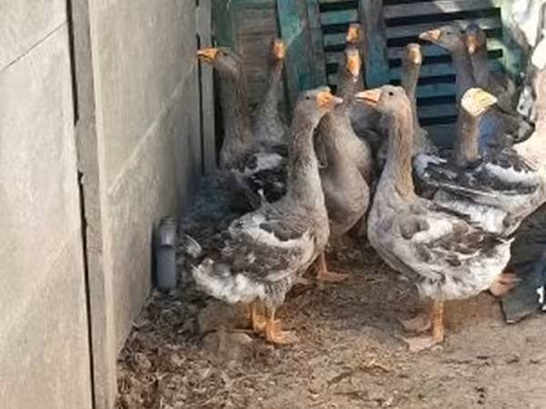 Geese