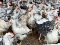 Chickens — รูปภาพ 4