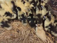 مسکوی خانگی — عکس 2