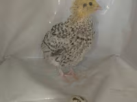 Quails — ảnh 6