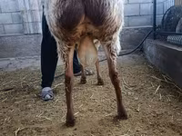 Bagge, Rhon sheep — foto 4