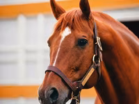 Kůň, Thoroughbred horse — foto 1