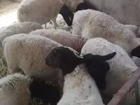 كبش, Dorper sheep — الصورة 3