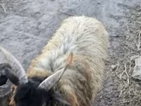 Ram, Racka sheep — foto 5