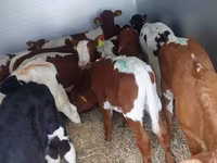 گاو نر, Simmental cattle — عکس 1