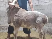قوچ, Arashan sheep — عکس 4