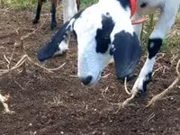 بز ماده, Nubian Goat — عکس 2